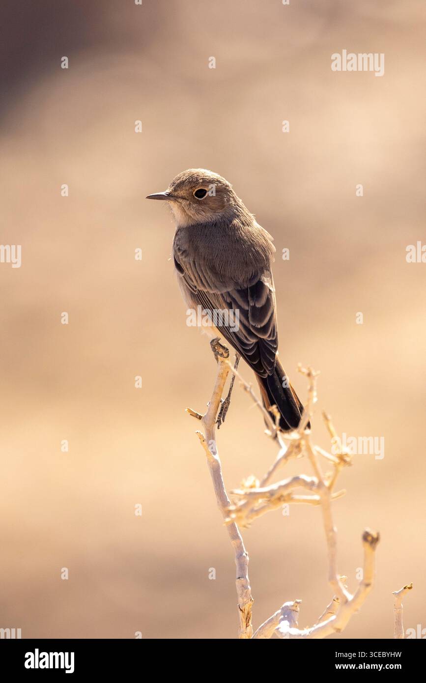 Chiacchierata familiare (Oenanthe familiaris) - Namib Naukluft National Park, Namibia, Africa Foto Stock