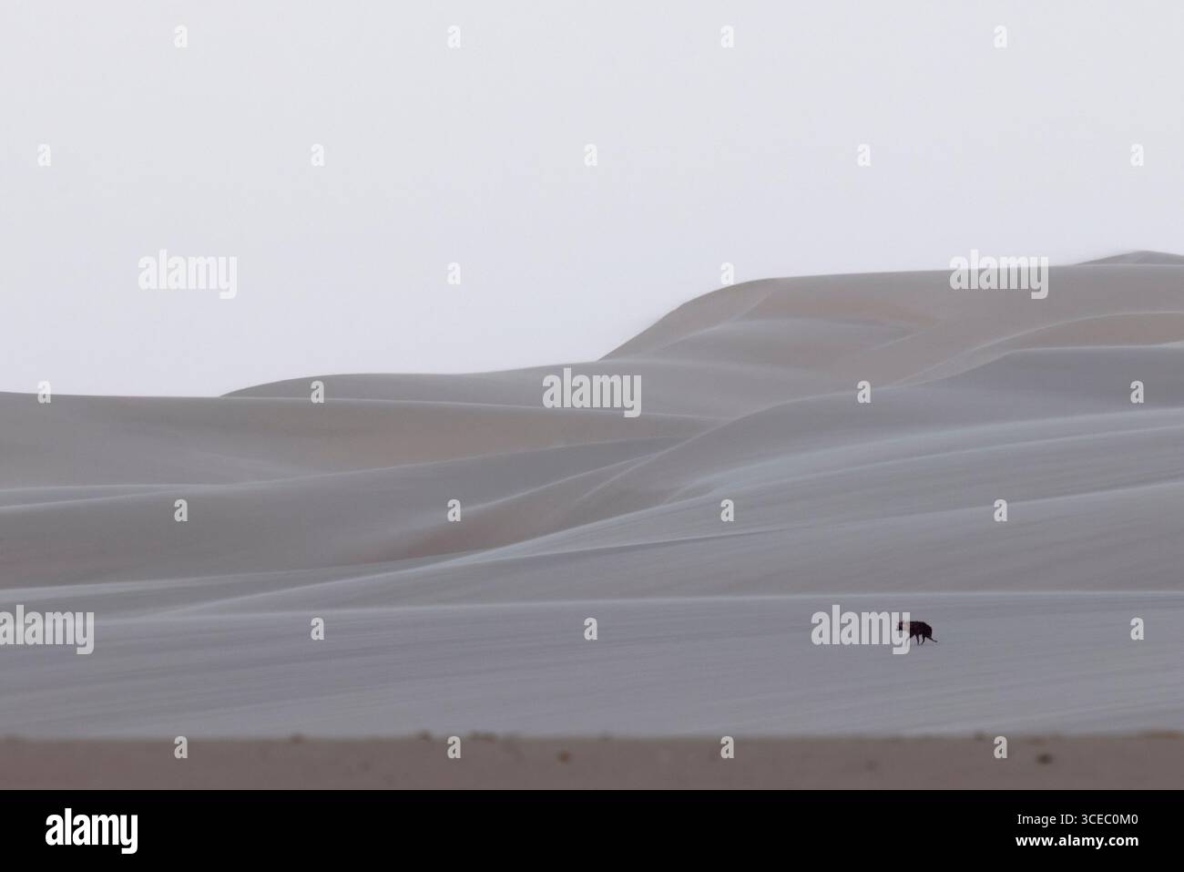 Iena marrone solitaria (Parahyena brunnea) che cammina tra le dune di sabbia - Shipwreck Lodge, Skeleton Coast National Park, Namibia, Africa Foto Stock