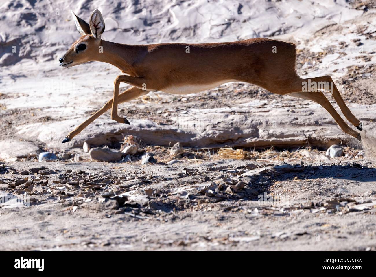 Steenbok (Raphicerus campestris) in fuga - Hoanib River Valley, Namibia, Africa Foto Stock