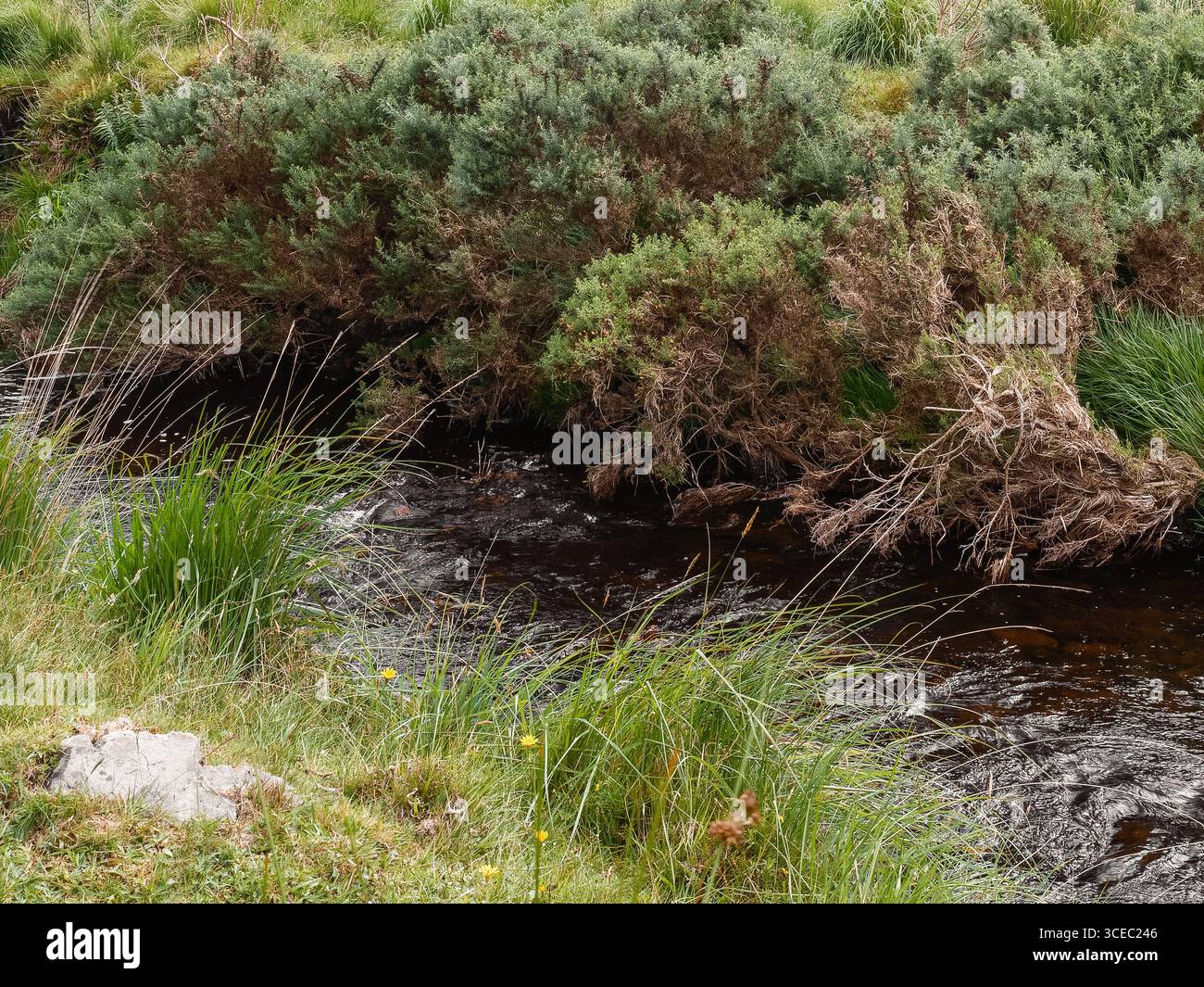 Un torrente stretto e scuro attraversa la campagna. Lussureggiante erba verde e spessi cespugli fiancheggiano il corso d'acqua nel Gap of Dunloe, Irlanda. La vegetazione è sospesa Foto Stock