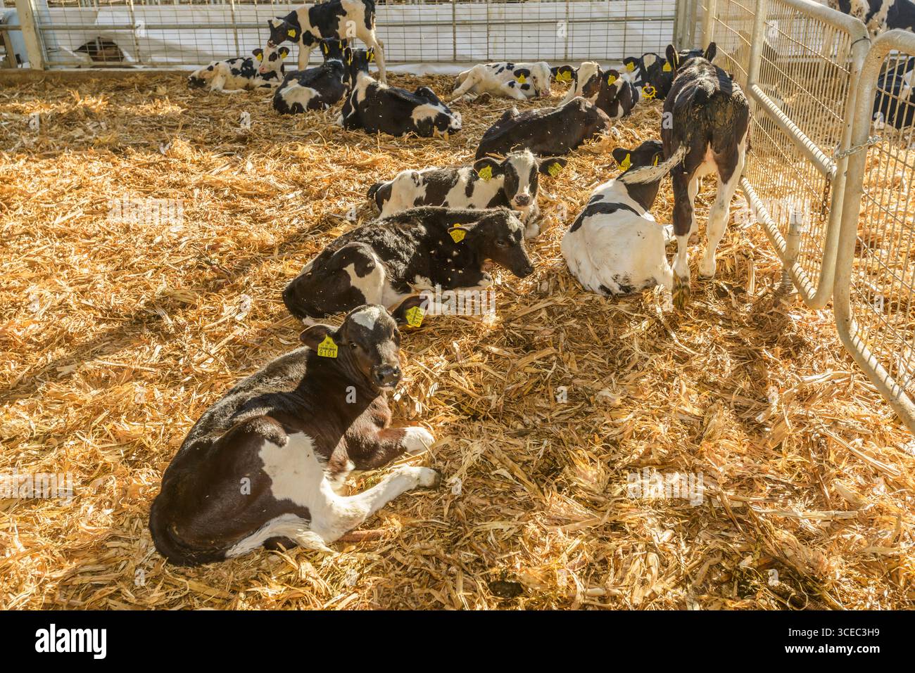 Concetto agricolo, le mucche da diario che mangiano un fieno in un moderno stallino o in un capannone per la distribuzione di latte, animale e concetto alimentare Foto Stock