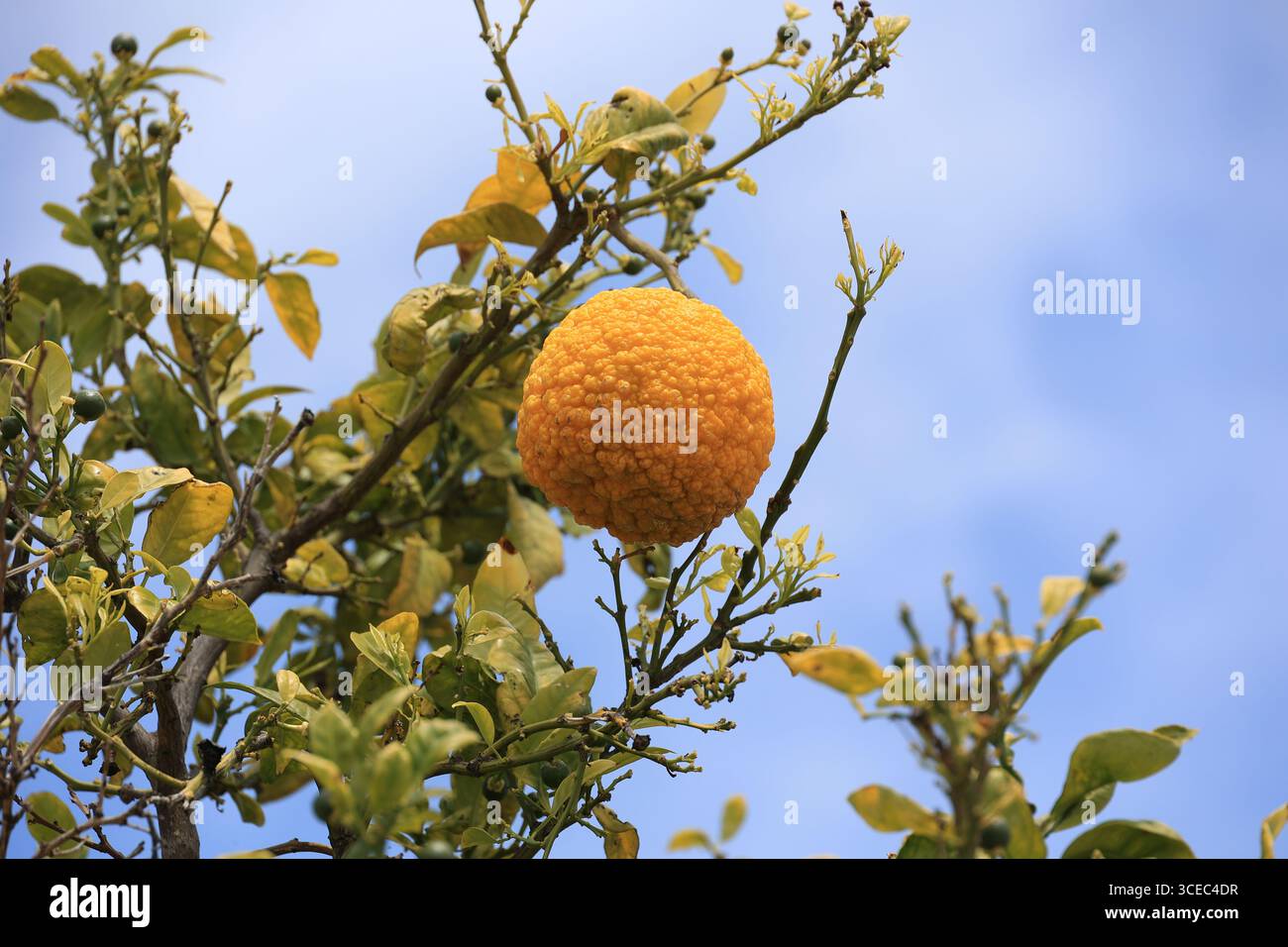 Arancio amaro - Citrus aurantium primo piano su un albero Foto Stock