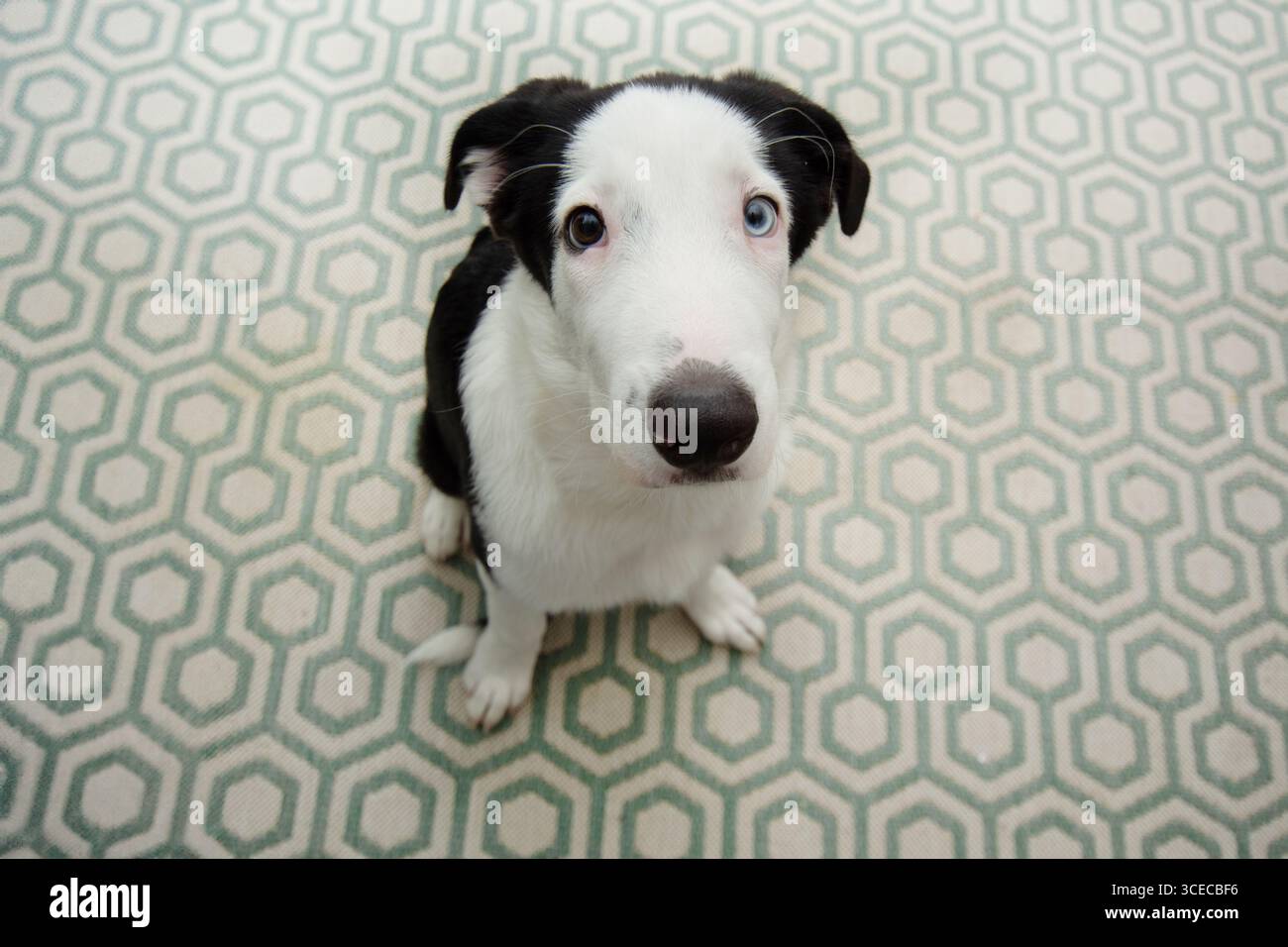 Ritratti un cucciolo simpatico e amichevole che guarda in alto con gli occhi. Foto Stock