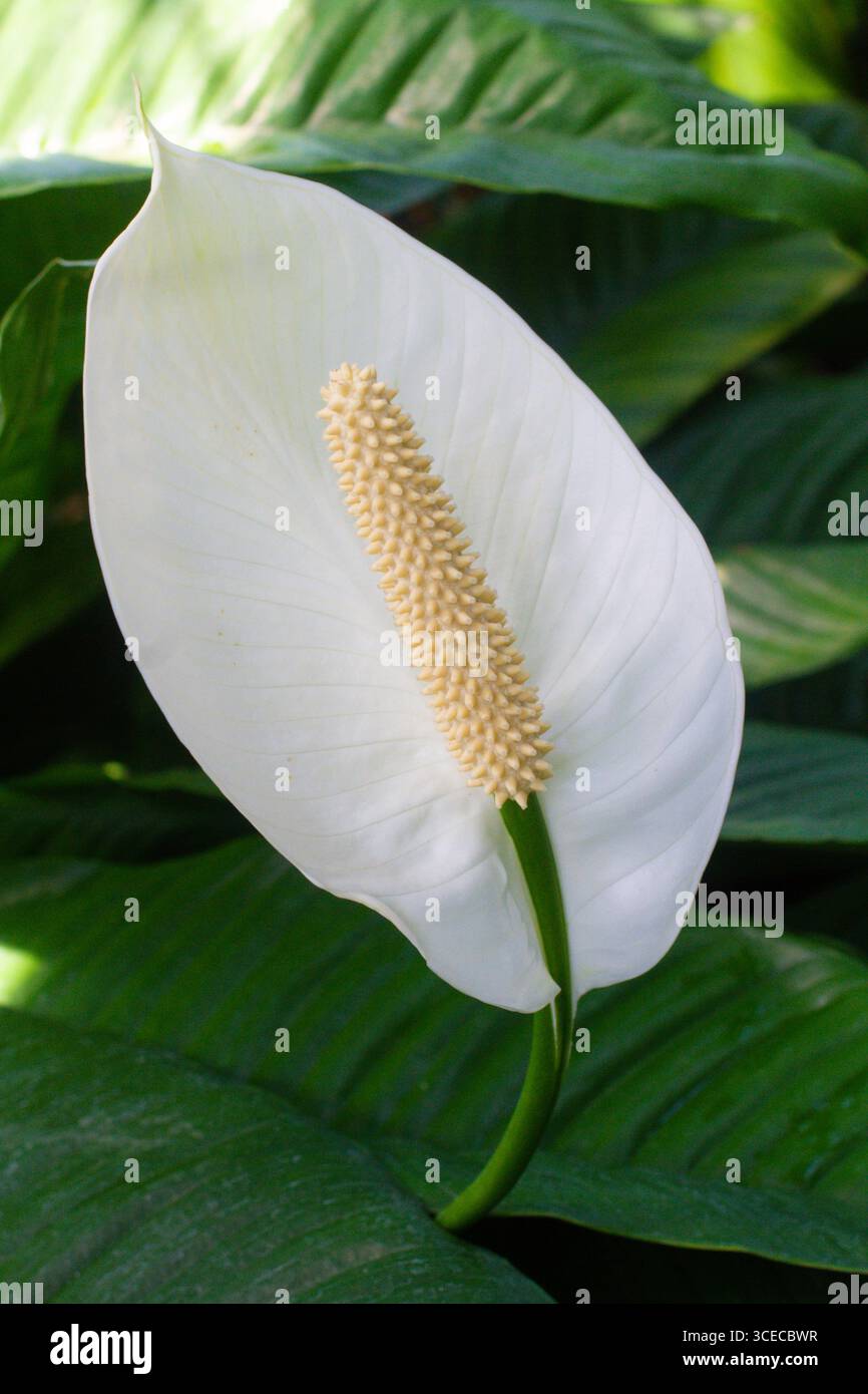 Primo piano di uno splendido fiore, Spathiphyllum cochlearispathum, nel giardino Foto Stock