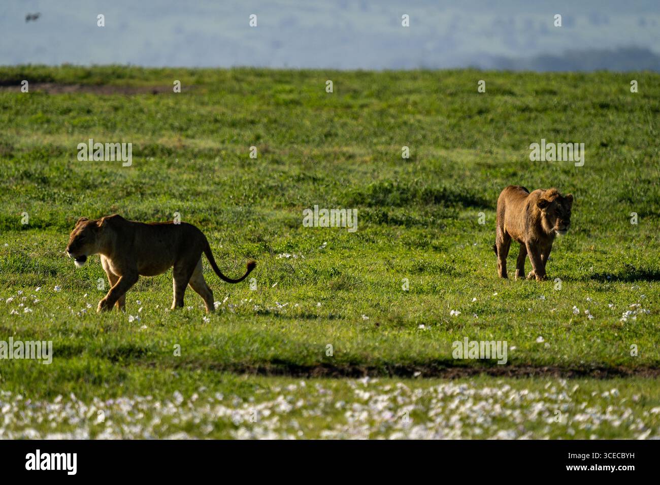 Due leoni che camminano sulla prateria nel cratere di Ngorongoro, Tanzania Foto Stock