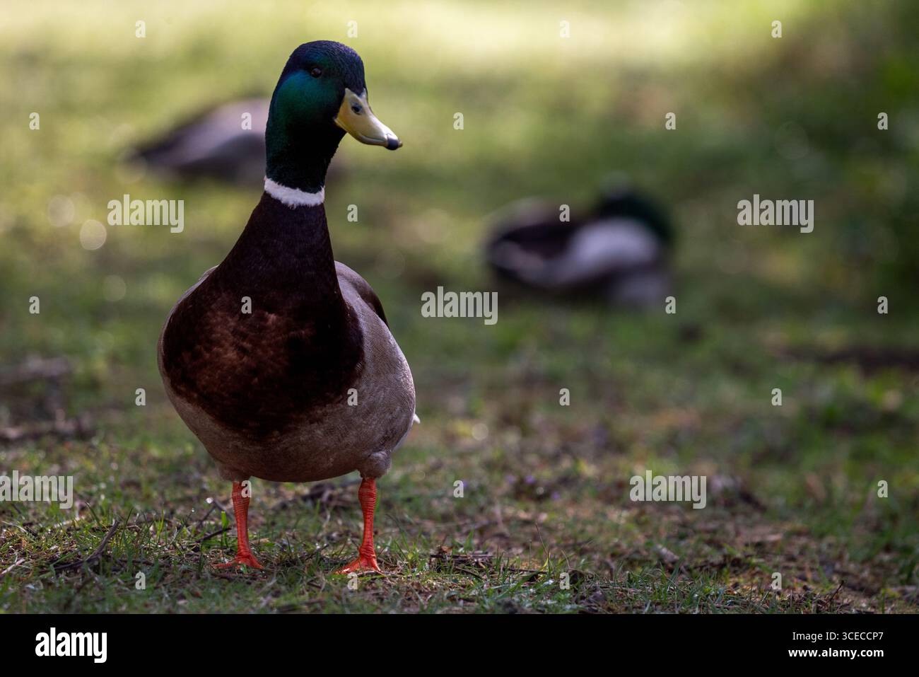 Un'anatra corallina maschile colorata in piedi sull'erba, catturata alla luce naturale. La sua vivace testa verde e le sue gambe arancioni lo rendono una fauna selvatica perfetta Foto Stock