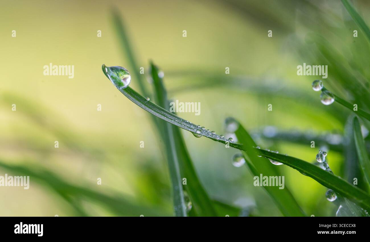 Un primo piano di macchie di rugiada fresca cade su una lama di erba verde alla luce del mattino presto. Perfetto per temi di freschezza, purezza, natura e rinnovamento Foto Stock
