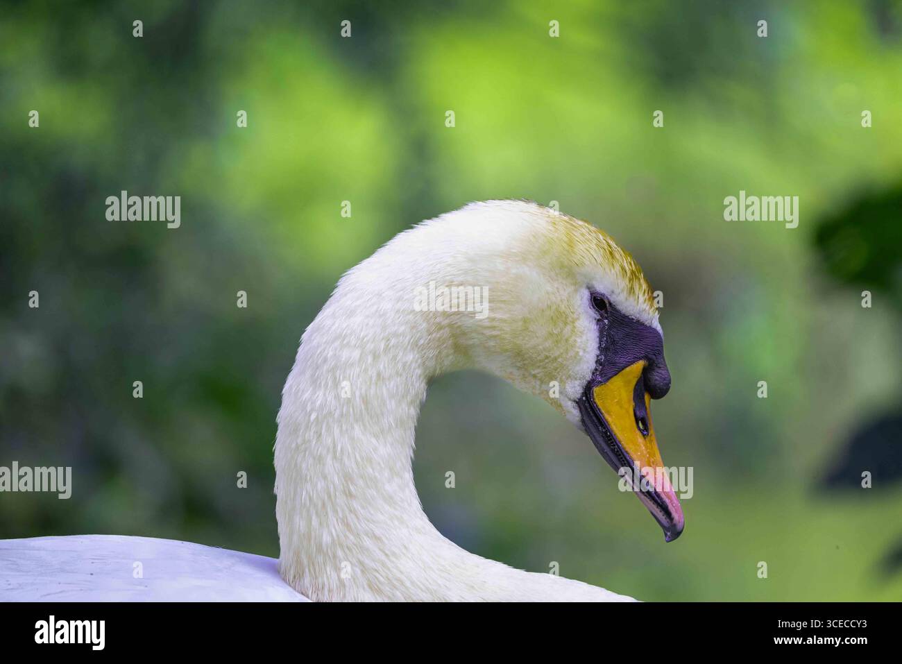Primo piano dettagliato di un grazioso cigno bianco con il suo lungo collo ricurvo, su un morbido sfondo verde naturale. Un simbolo di eleganza, purezza e. Foto Stock