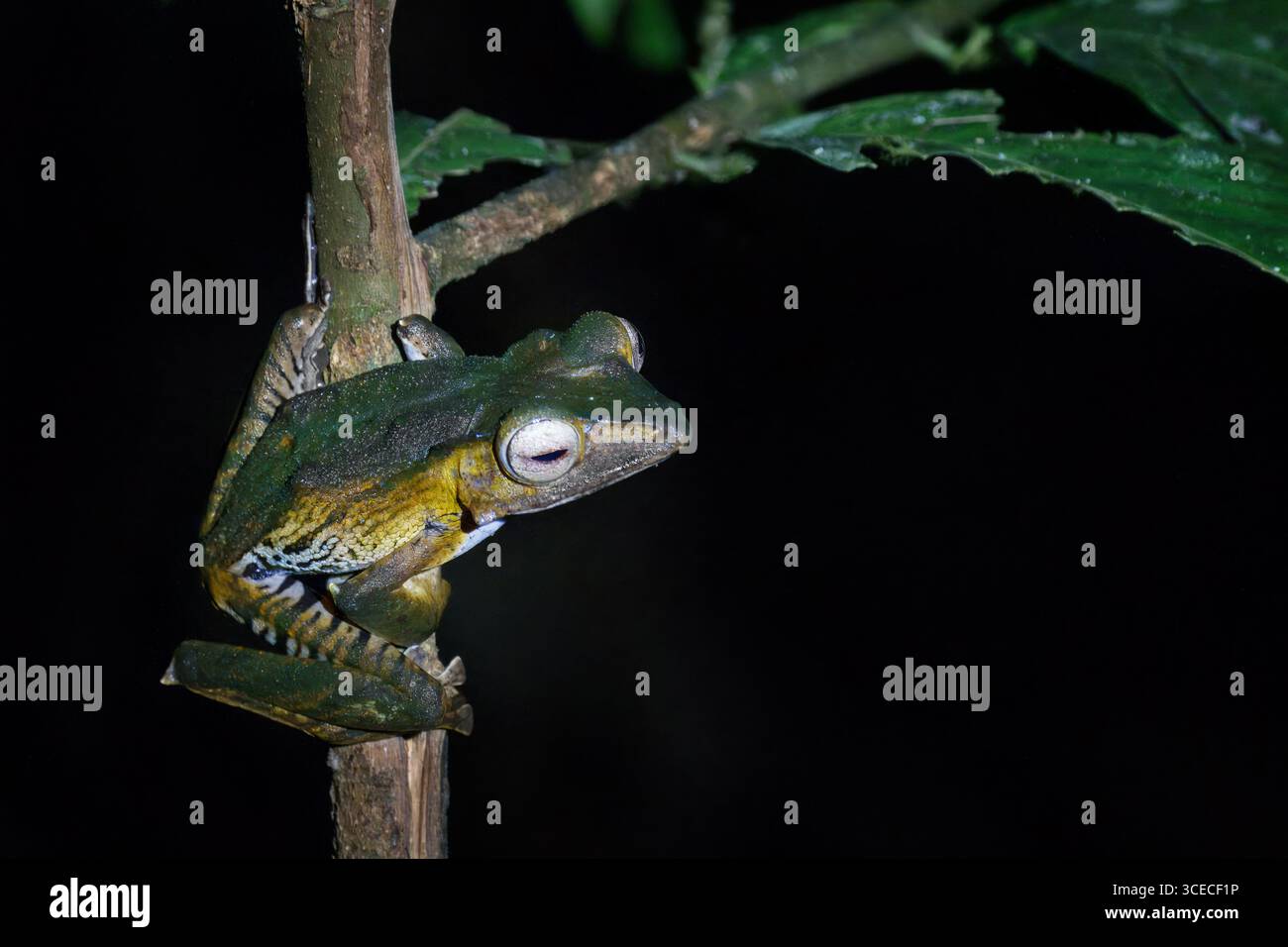 Rana di alberi dalle orecchie scure di notte nella valle di Danum, Borneo, Malesia Foto Stock