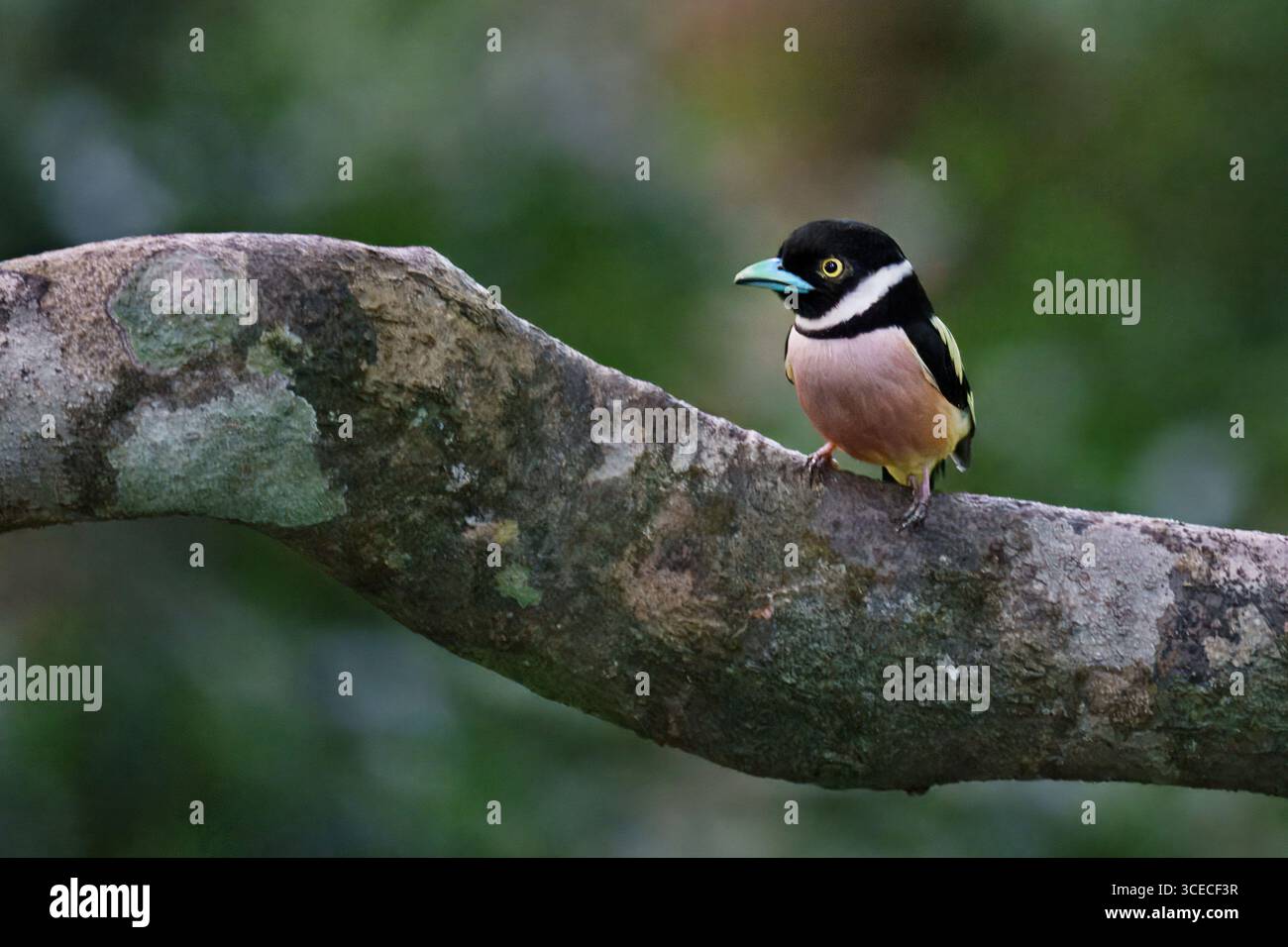 Black and Yellow Broadbill a Sabah, Borneo, Malesia Foto Stock