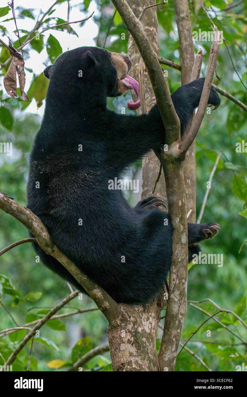 Orso del sole nell'albero a Sepilok, Borneo, Malesia Foto Stock
