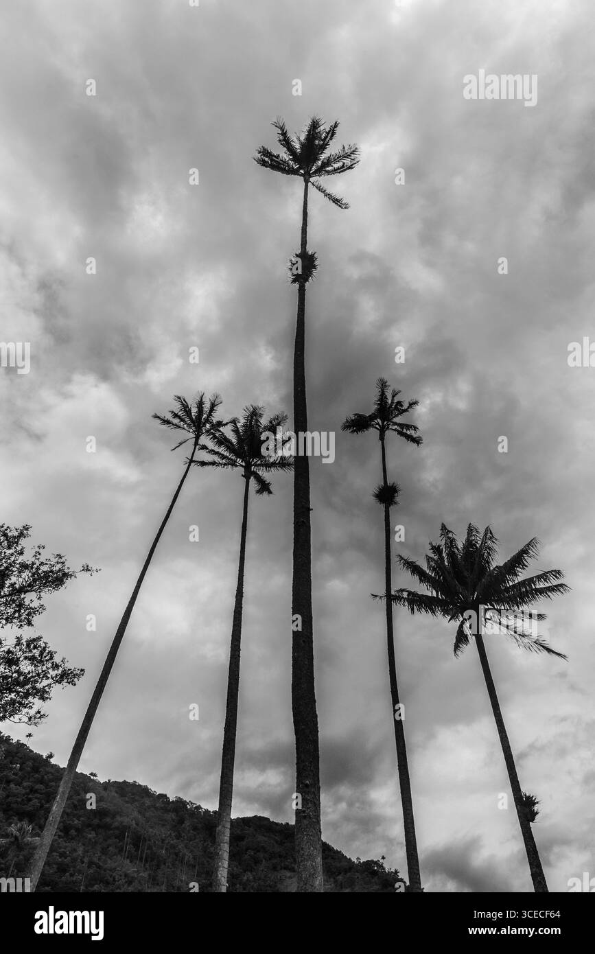 Vista a volo d'uccello bianco e nero delle palme di cera, l'albero nazionale della Colombia. Valle di Cocora, dipartimento di Quindío, Colombia Foto Stock