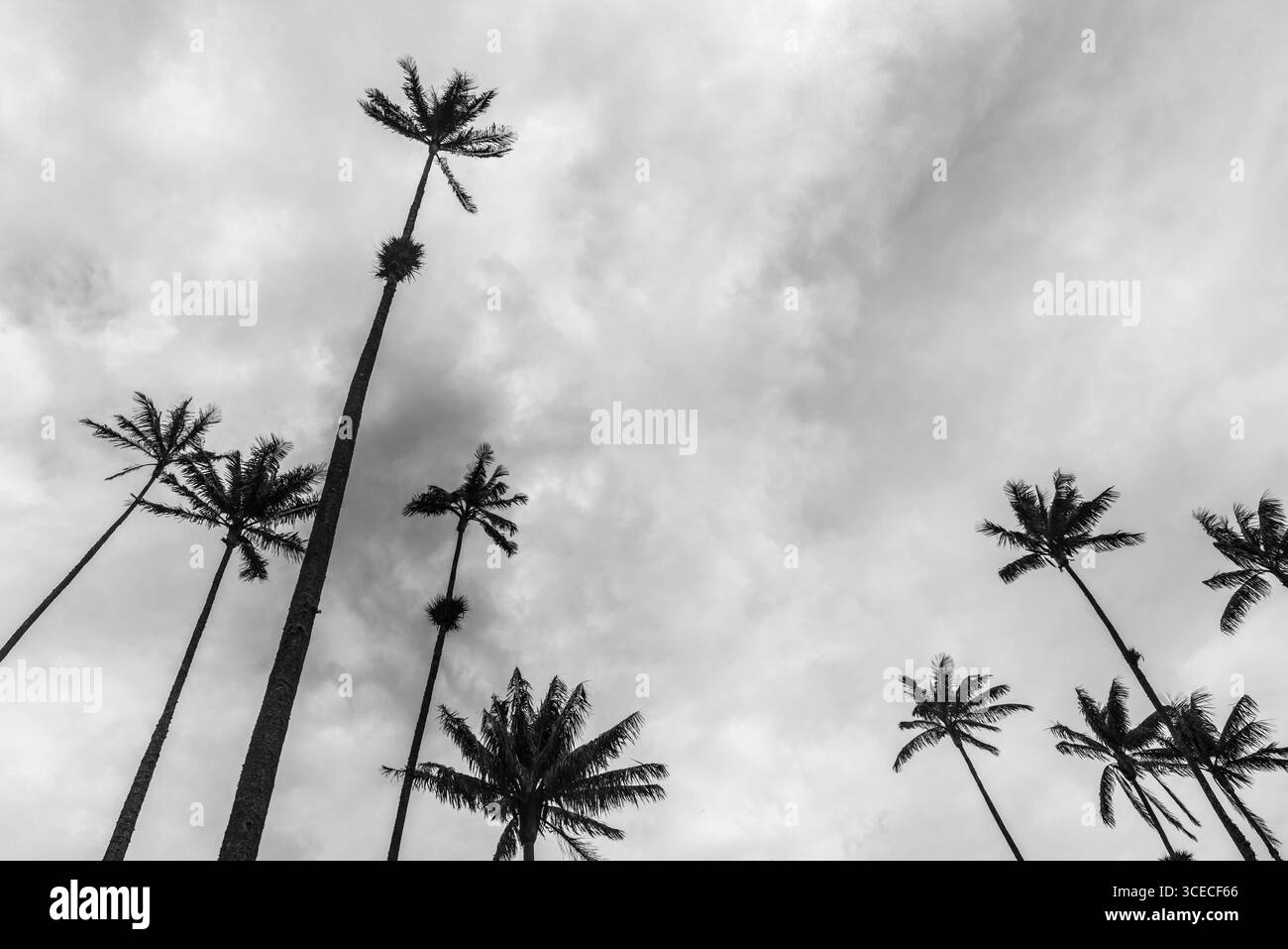 Vista a volo d'uccello bianco e nero delle palme di cera, l'albero nazionale della Colombia. Valle di Cocora, dipartimento di Quindío, Colombia Foto Stock