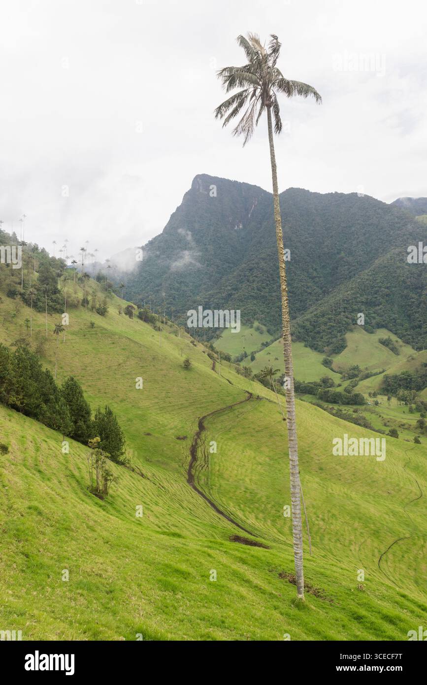 Singola palma di cera su un pendio verde con pista di fango nella valle del Cocora, dipartimento di Quindío, Colombia Foto Stock