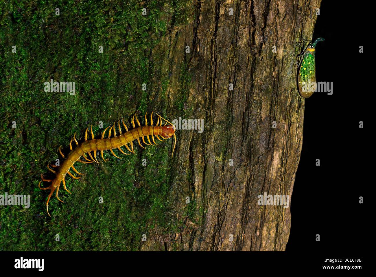 Centipede e lanterna insetto sul tronco dell'albero di notte nel Borneo, Malesia Foto Stock