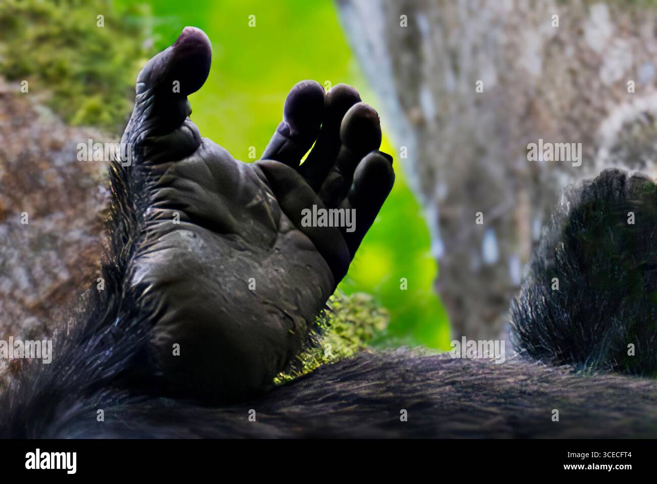 Piede di scimpanzé a Kibale, Uganda Foto Stock
