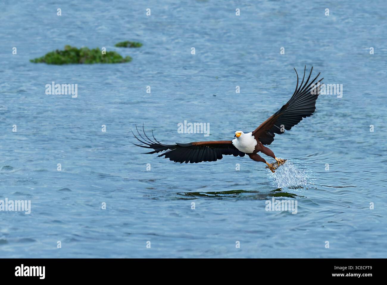 Pesce aquila che cattura pesci nel lago Naivasha, Kenya Foto Stock