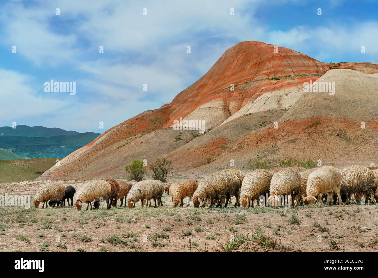 Mandria di pecore nell'area conosciuta come Candy Mountains in Azerbaigian Foto Stock