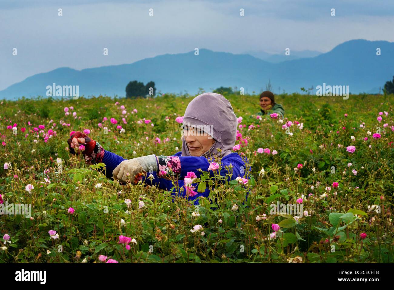 La gente del posto sceglie le rose di maggio da premere per ottenere olio di rosa a Zaqatala, Azerbaigian Foto Stock