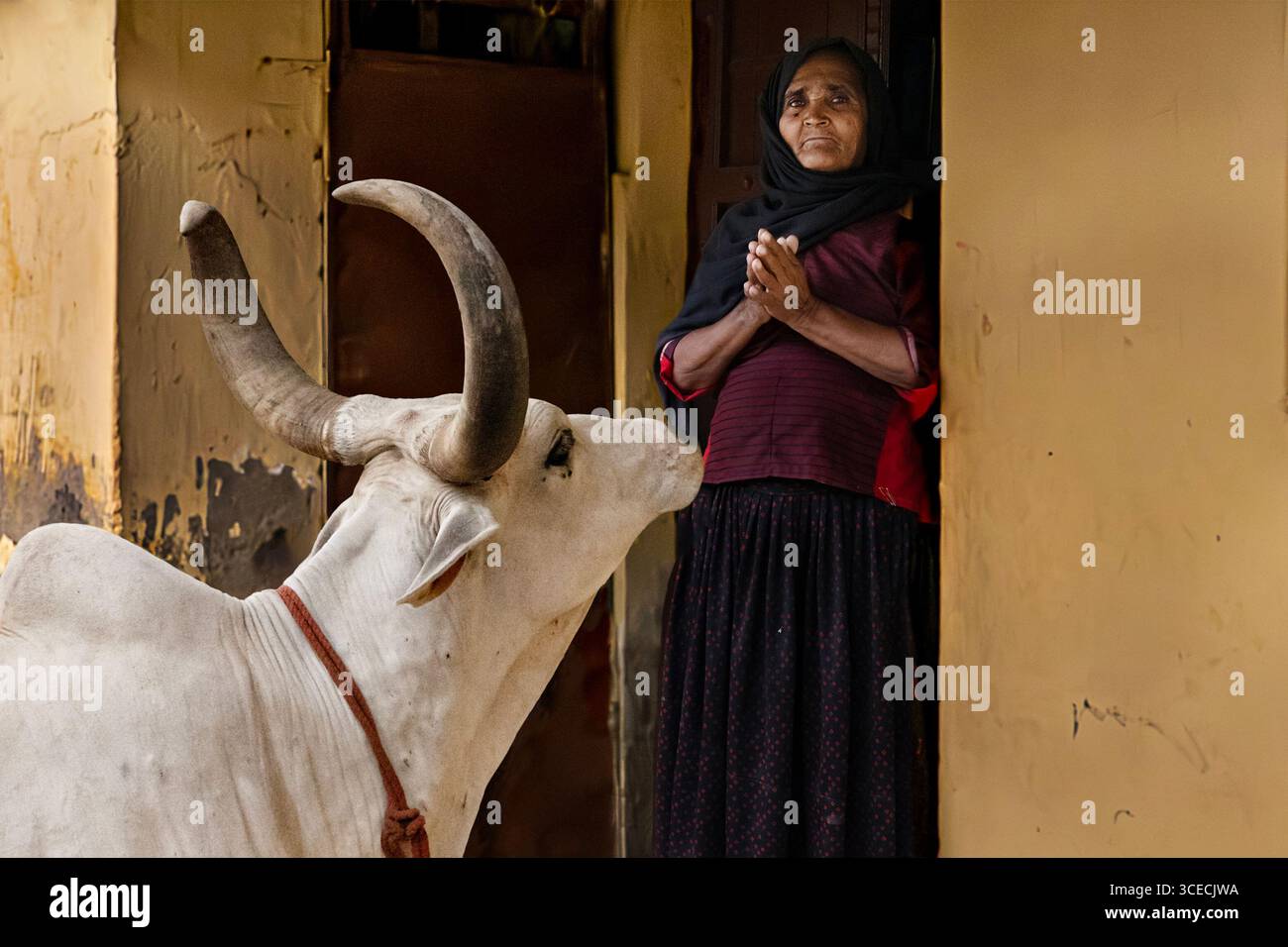 Una donna anziana presta preghiere alla mucca a Bhuj, Gujarat, India Foto Stock