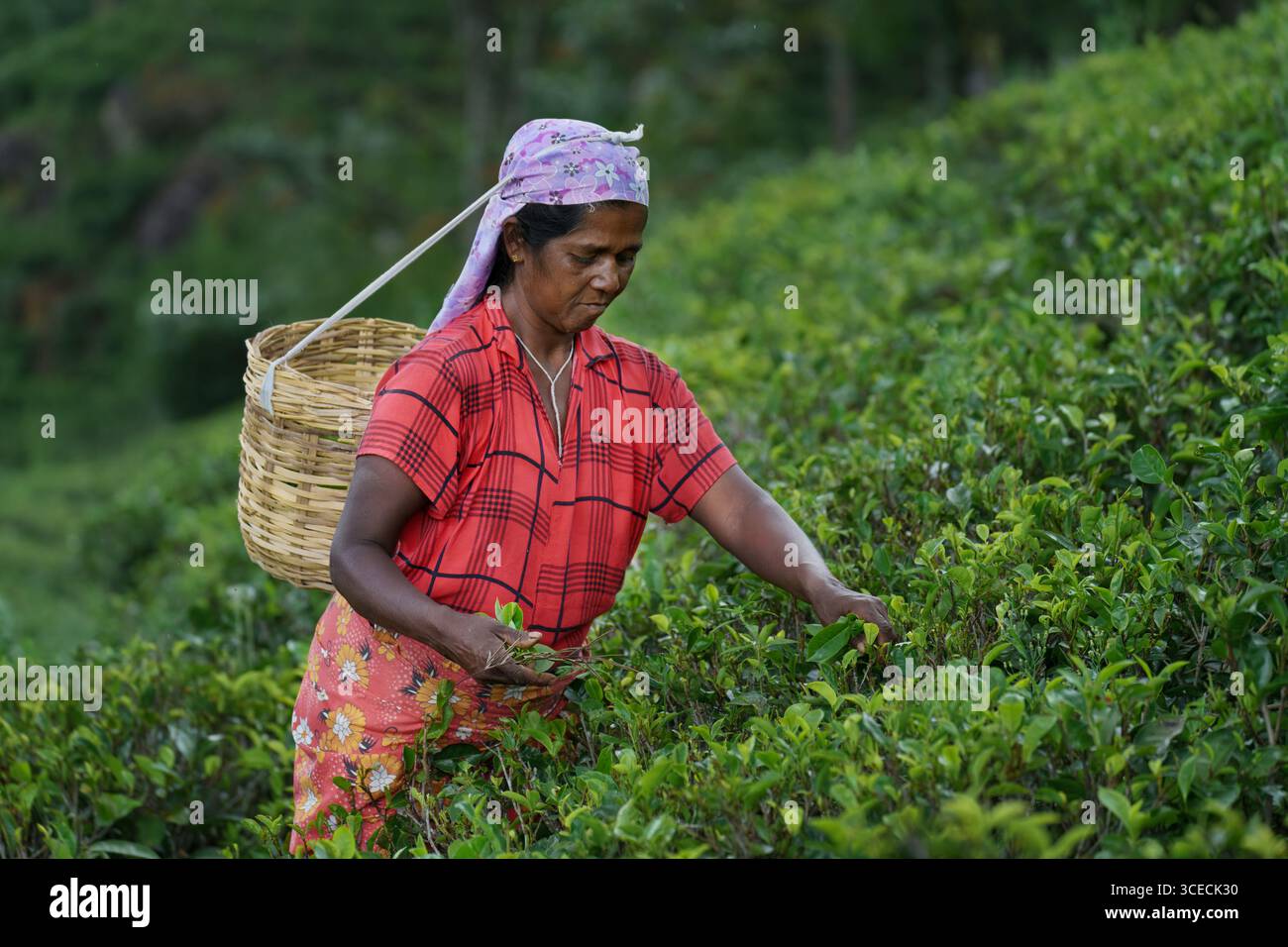 Una donna del posto preleva le foglie di tè nei giardini delle piantagioni di tè vicino a Nuwara Eliya, Sri Lanka Foto Stock