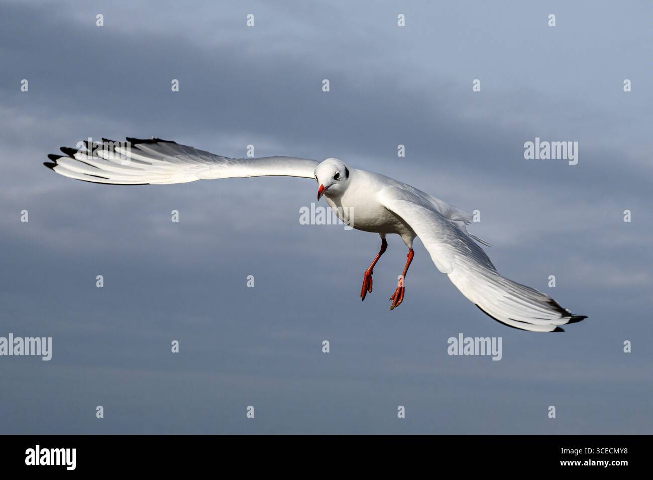 Gabbiano dalla testa nera, Larus ridibundus, uccello piumato non riproduttore invernale in volo, Norfolk Foto Stock