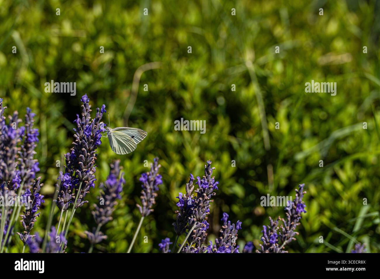 Un prato sereno con vivace lavanda adornato da una delicata farfalla. Il lussureggiante sfondo verde evidenzia il vivace viola dei fiori e la g Foto Stock