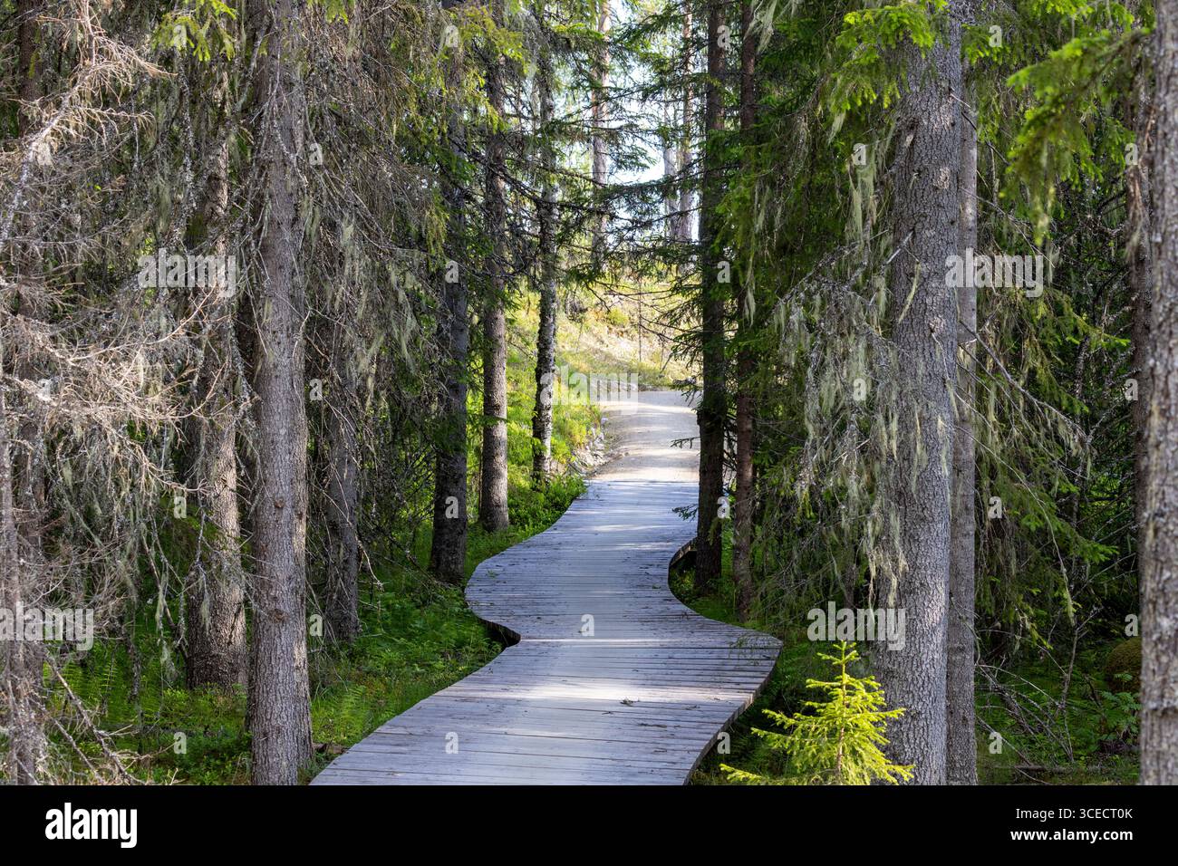 Pista ciclabile in legno nella foresta Foto Stock