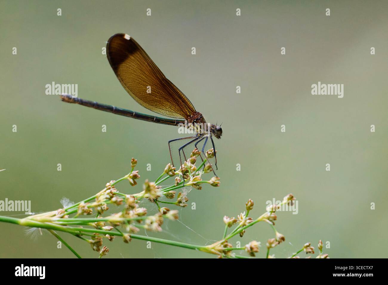 Primo piano di uno zigottero arroccato con grazia su una pianta delicata vicino a un fiume sereno. Le sue ali trasparenti brillano, catturando l'essenza della calma Foto Stock