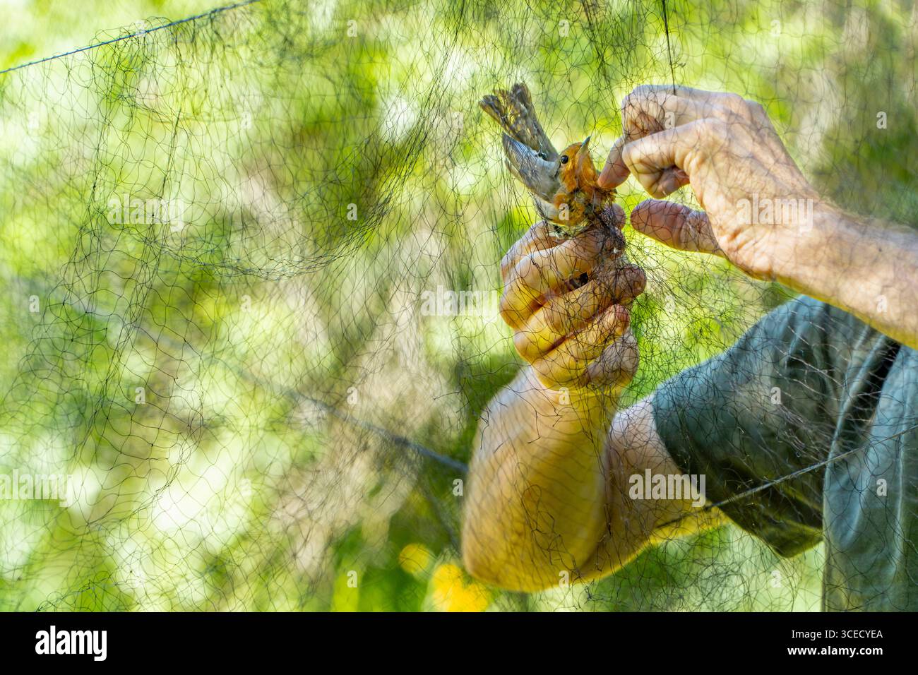 Le mani di biologo irriconoscibili e tagliate salvano con cura un robin intrappolato in una rete nebulizzata in una stazione che suona uccelli. Questo processo è di ausilio nella risoluzione ecologica Foto Stock Le mani di biologo irriconoscibili e tagliate salvano con cura un robin intrappolato in una rete nebulizzata in una stazione che suona uccelli. Questo processo è di ausilio nella risoluzione ecologica Foto Stock