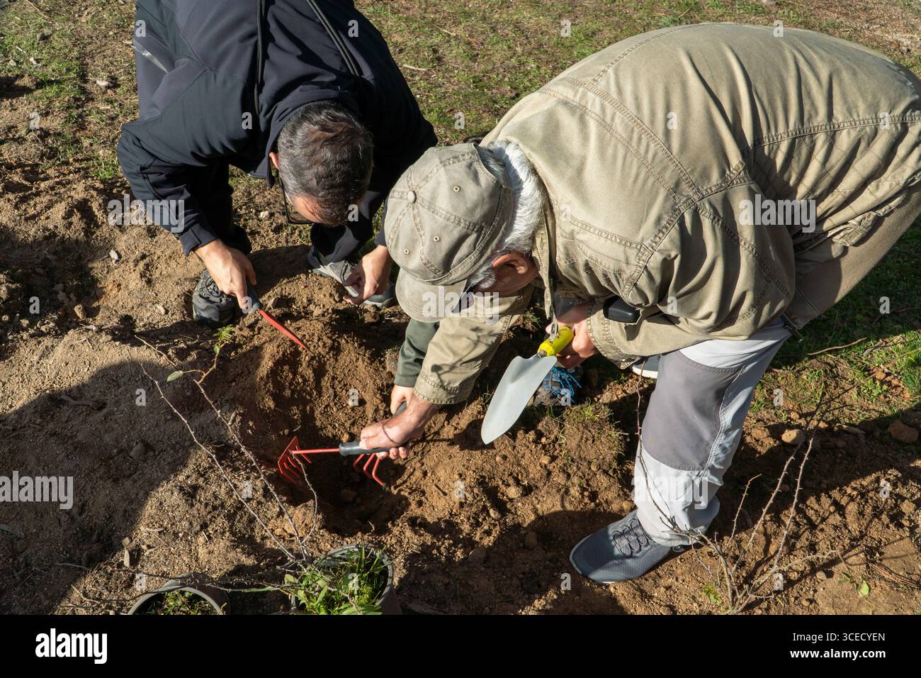 Padre, figlio e nonno collaborano a piantare alberi in un parco urbano o in una foresta come parte di un'iniziativa comunitaria di ecosostenibilità, promuovendo Foto Stock