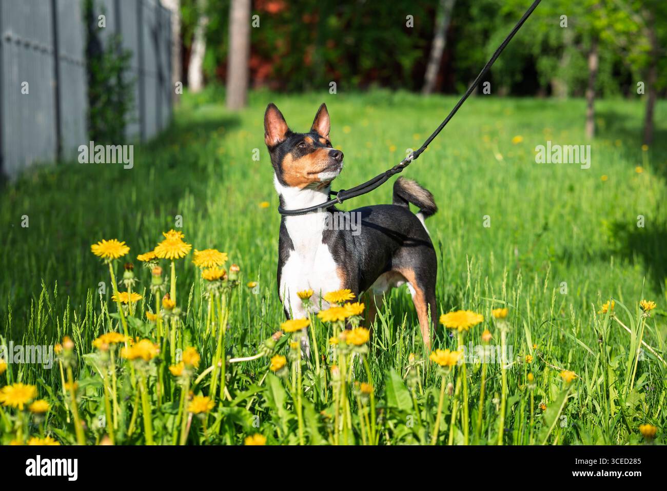 Un cane Basenji al guinzaglio si trova in un parco illuminato dal sole durante la primavera. Circondato da una vibrante erba verde e fiori gialli in fiore, il cane sembra Foto Stock