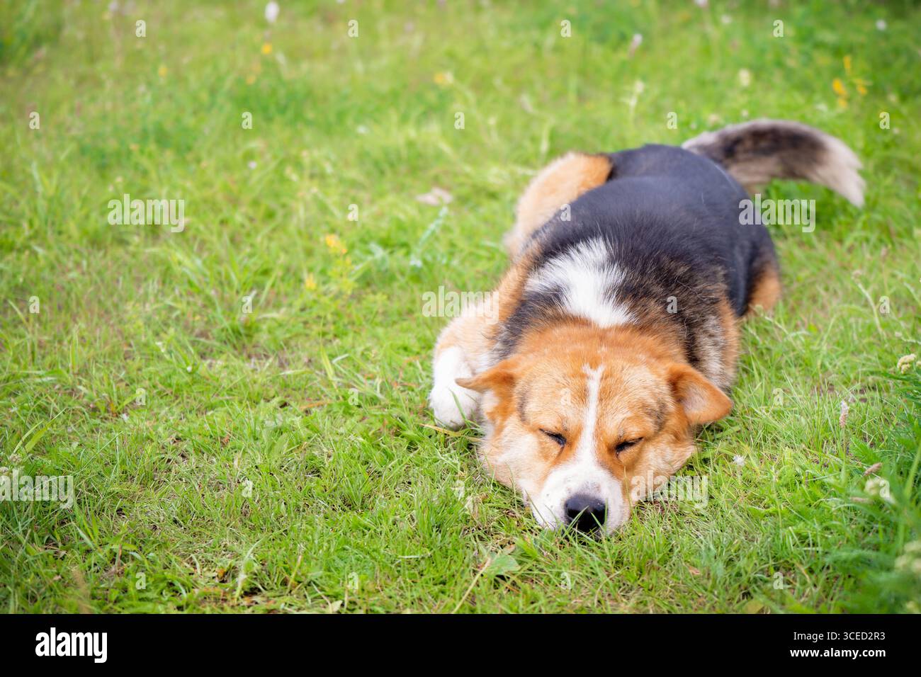 Un allegro cane mongolo si rilassa su un'erba verde soffice, godendosi il calore del sole. Il cane appare contento e giocoso, circondato da un vivace outdo Foto Stock