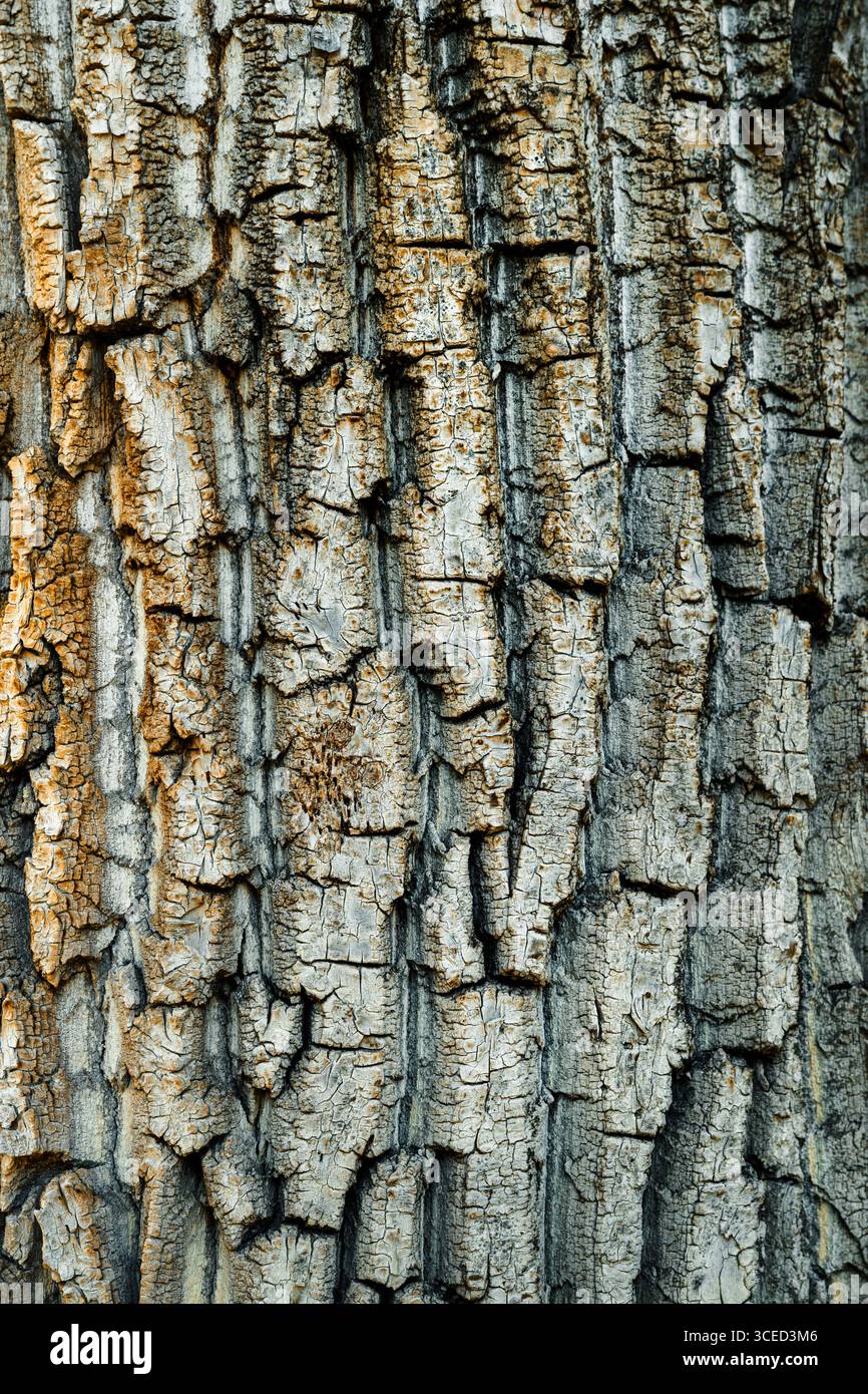 Primo piano di corteccia di alberi ruvida con fessure e scanalature profonde, dettagli naturali della superficie per sfondi o texture organiche. Immagine verticale. Foto Stock