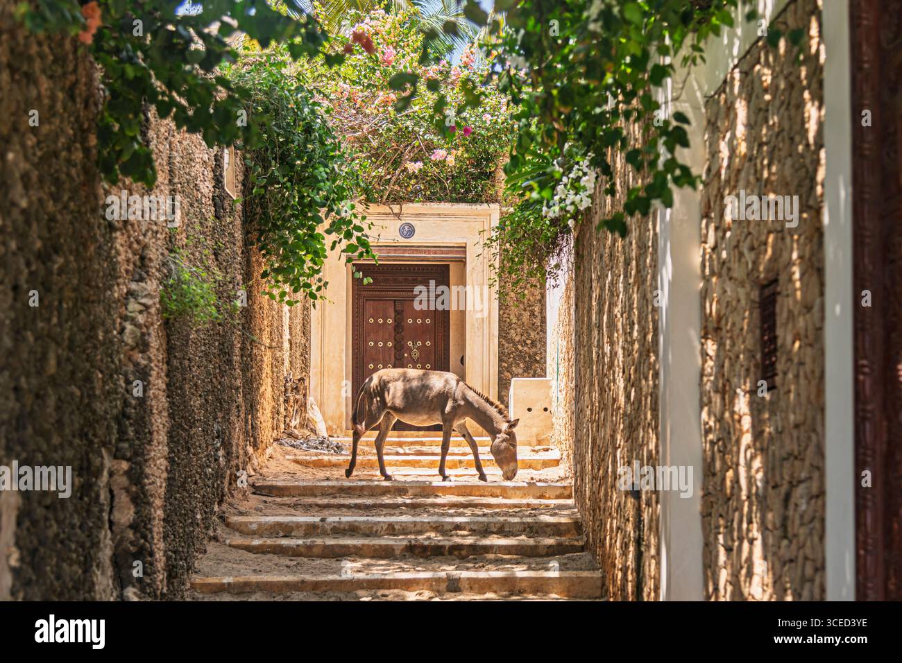 Streetlife, Lamu, Kenya Foto Stock