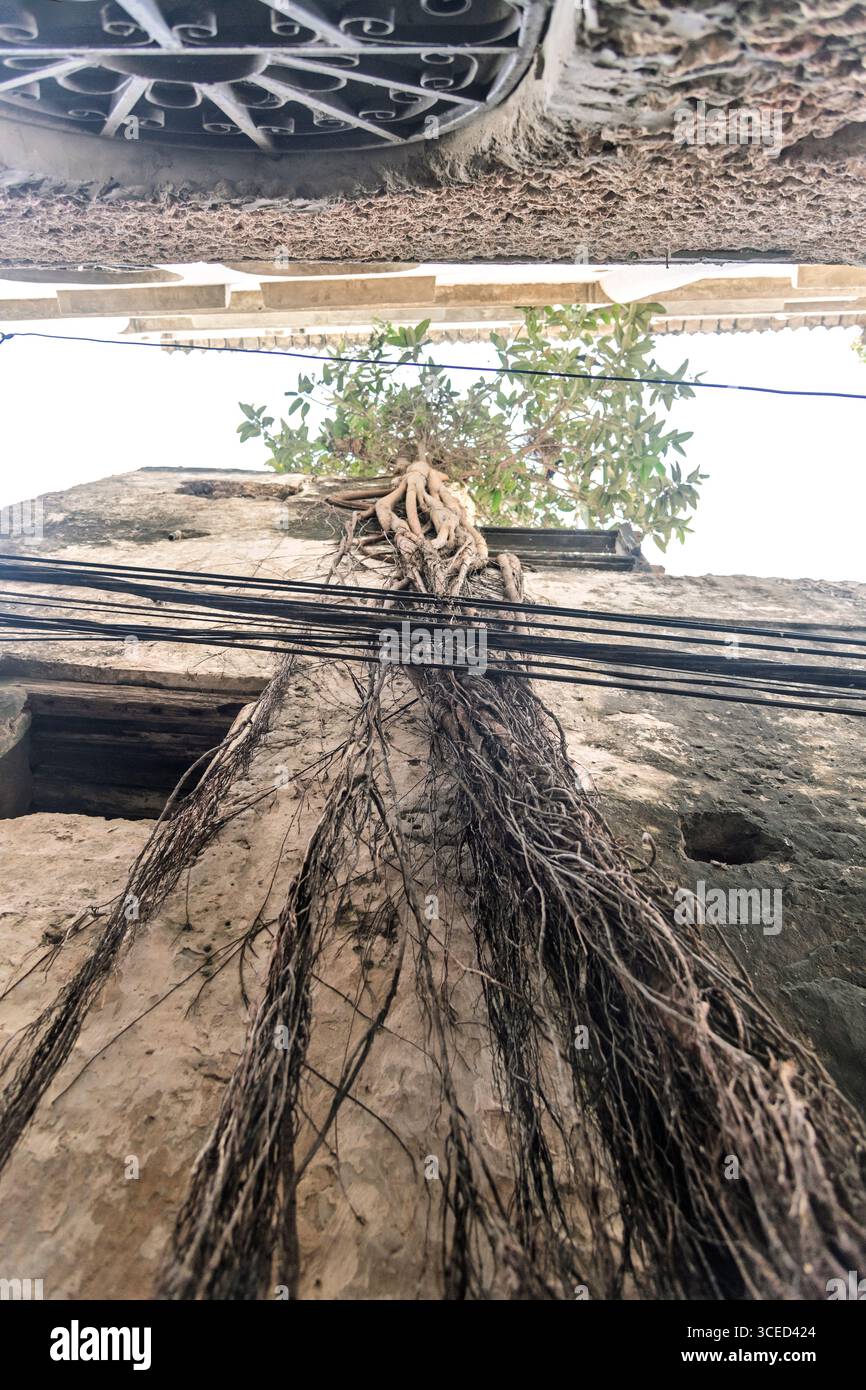Streetlife, Lamu, Kenya Foto Stock