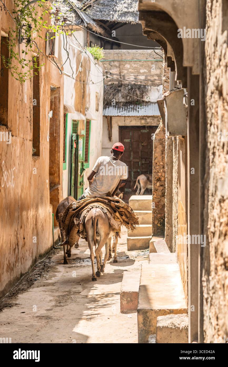 Trasporto di asini, Lamu, Kenya Foto Stock