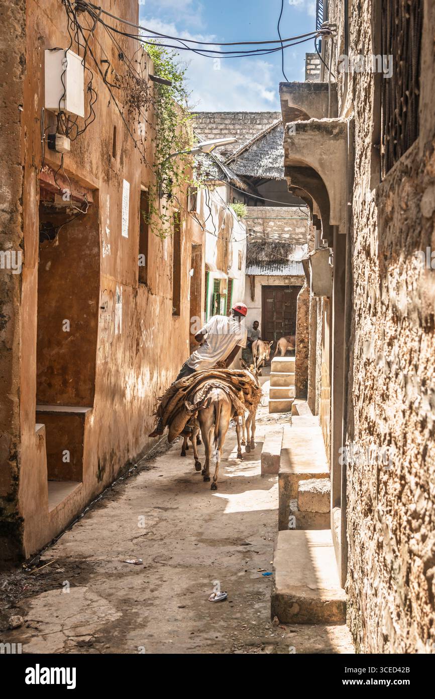 Trasporto di asini, Lamu, Kenya Foto Stock