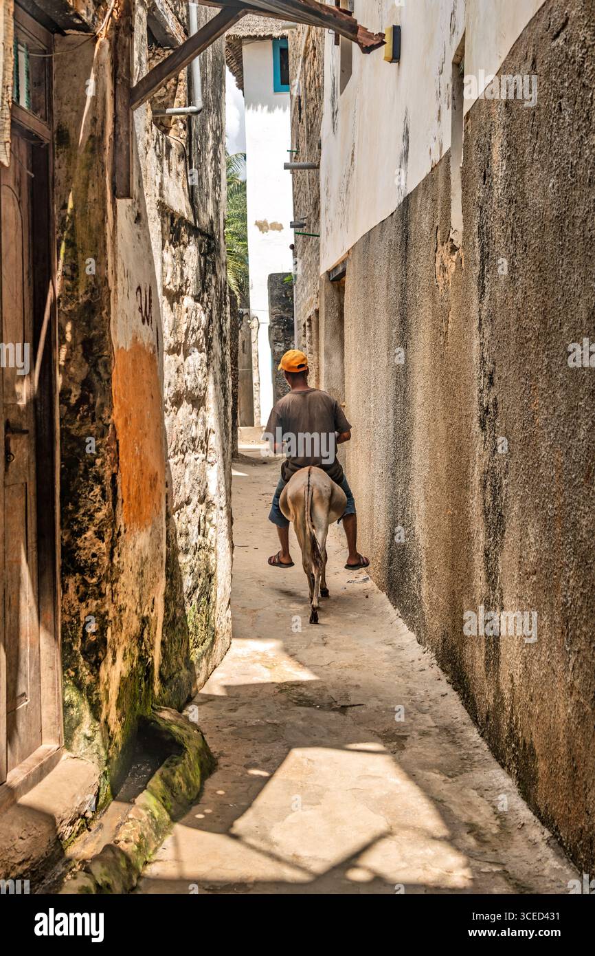 Trasporto di asini, Lamu, Kenya Foto Stock