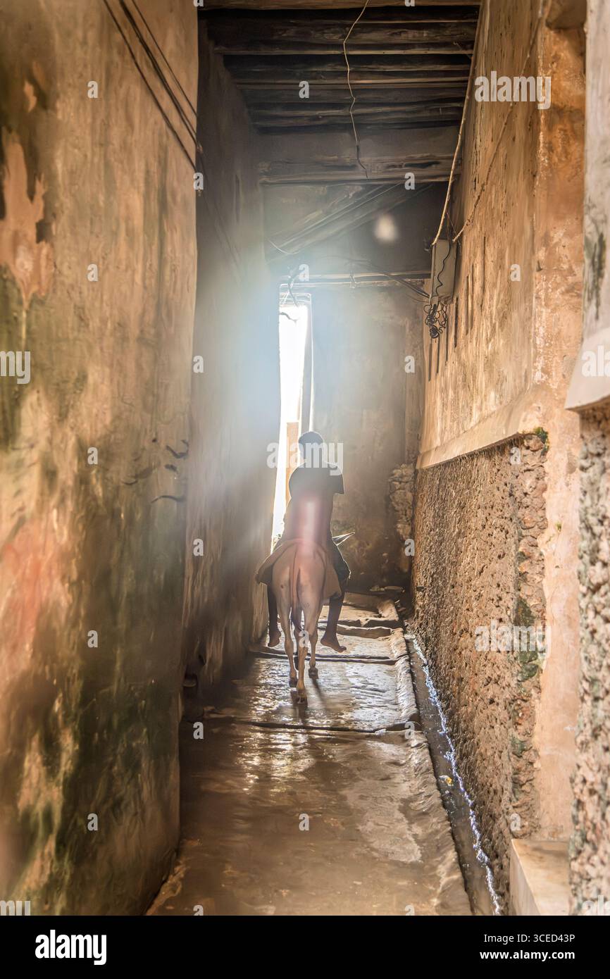 Trasporto di asini, Lamu, Kenya Foto Stock