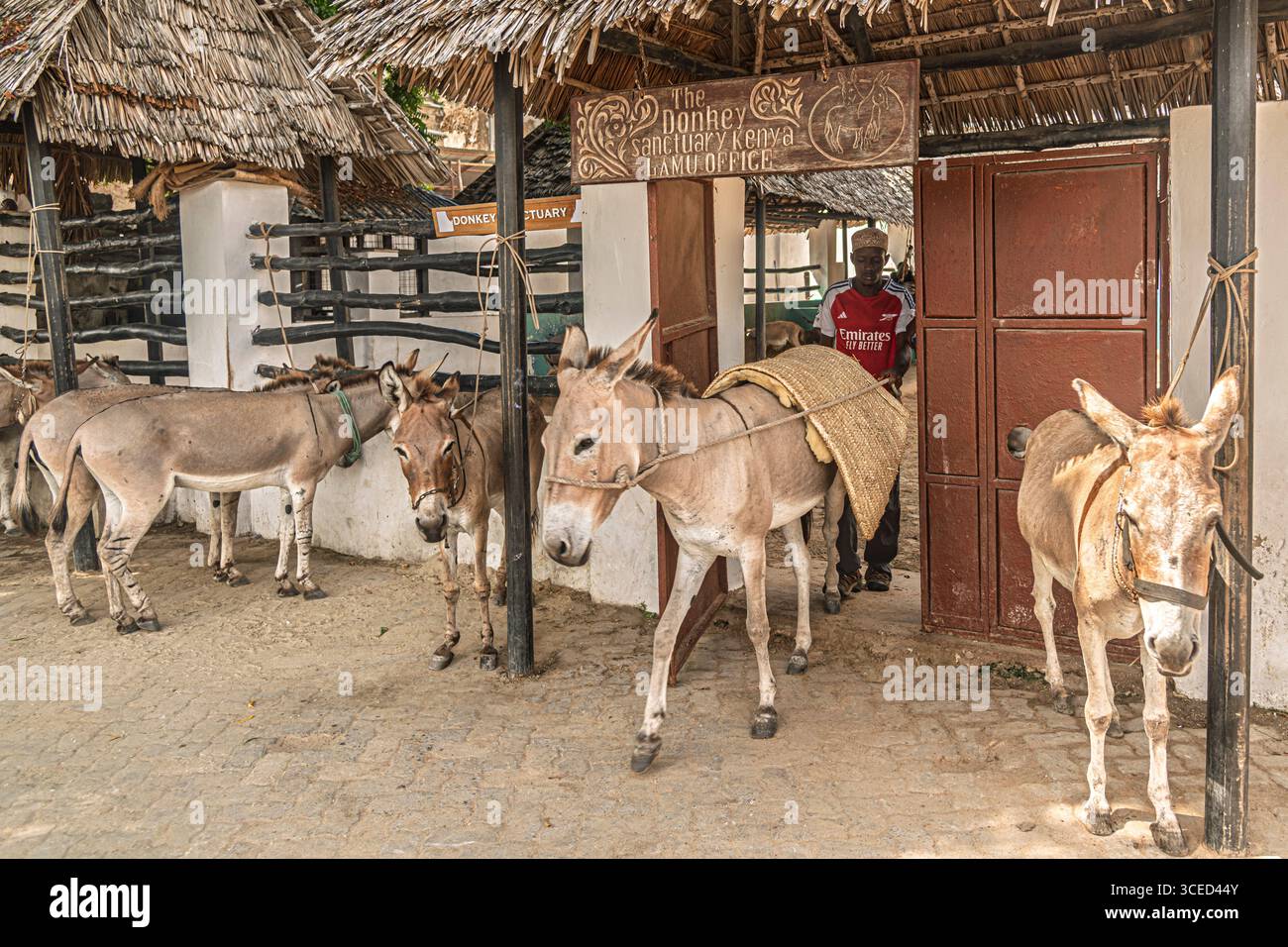 Santuario degli asini, Lamu, Kenya Foto Stock