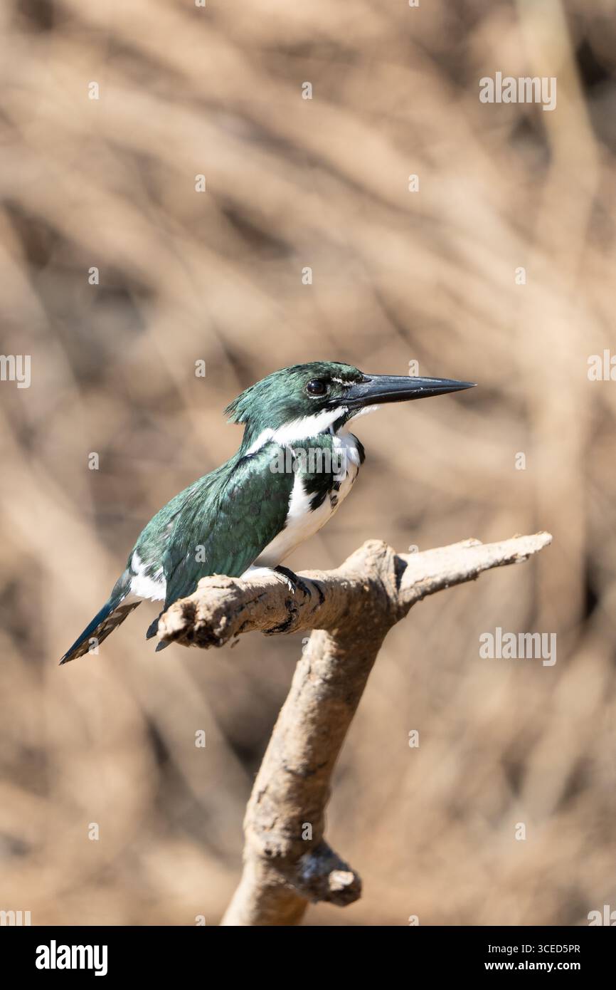 Green kingfisher (Chloroceryle americana) nel Pantanal brasiliano Foto Stock