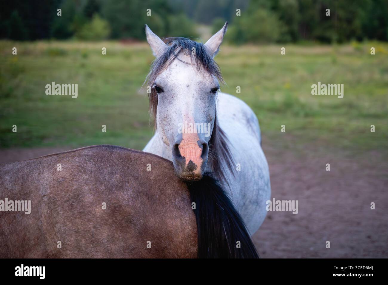 Cavallo bianco che riposa la testa sul dorso di un cavallo bruno nel pascolo di campagna. Simbolo di tenerezza, amore, amicizia e connessione animale. Foto Stock