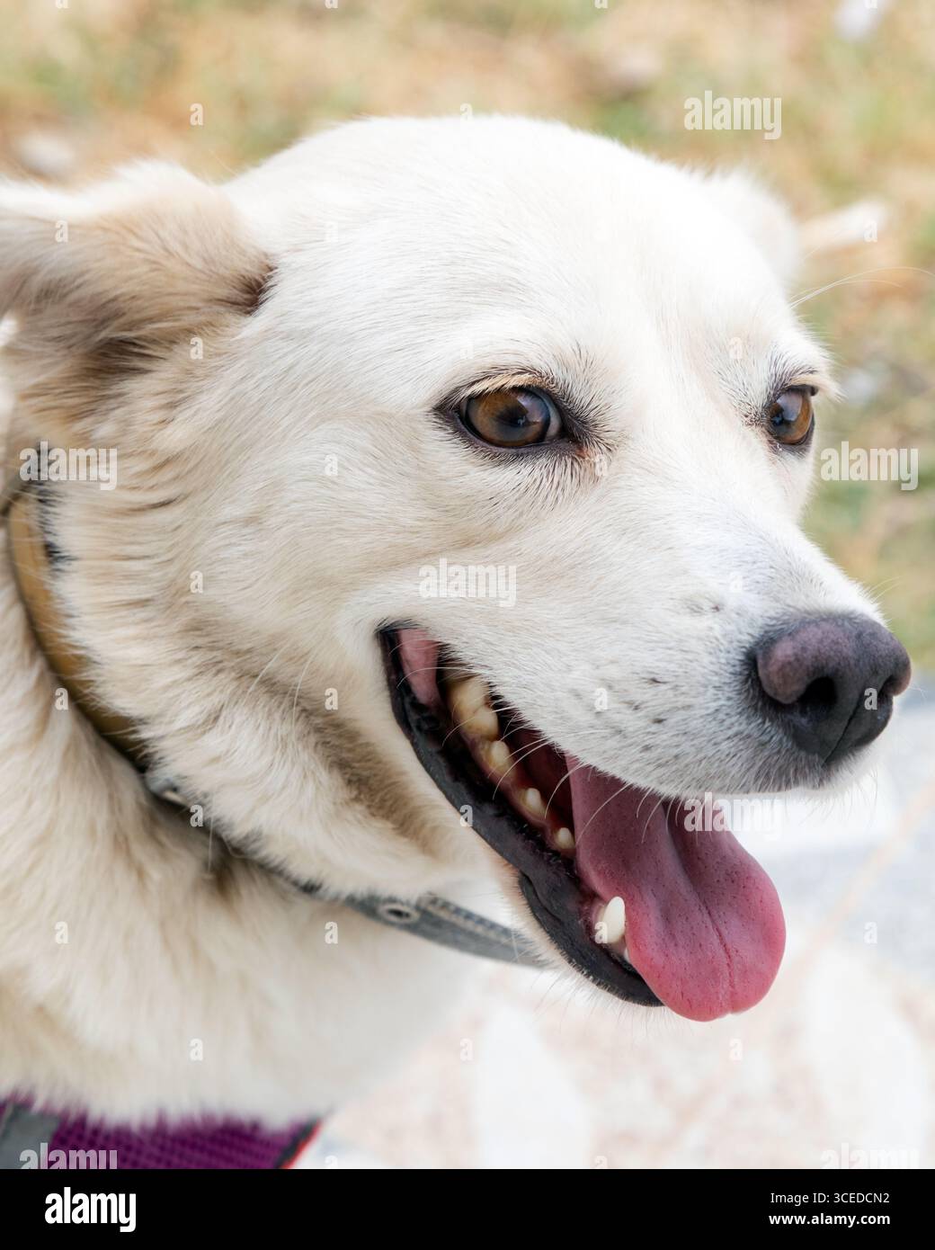 Ritratto ravvicinato di un cane bianco felice con occhi marroni, bocca aperta e lingua fuori. Il cane indossa un collare e sembra allegro all'aperto. Foto Stock