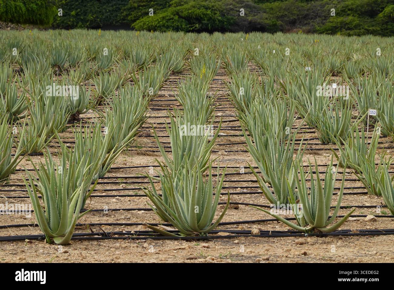 Aruba - vista aerea su una piantagione di Aloe Foto Stock