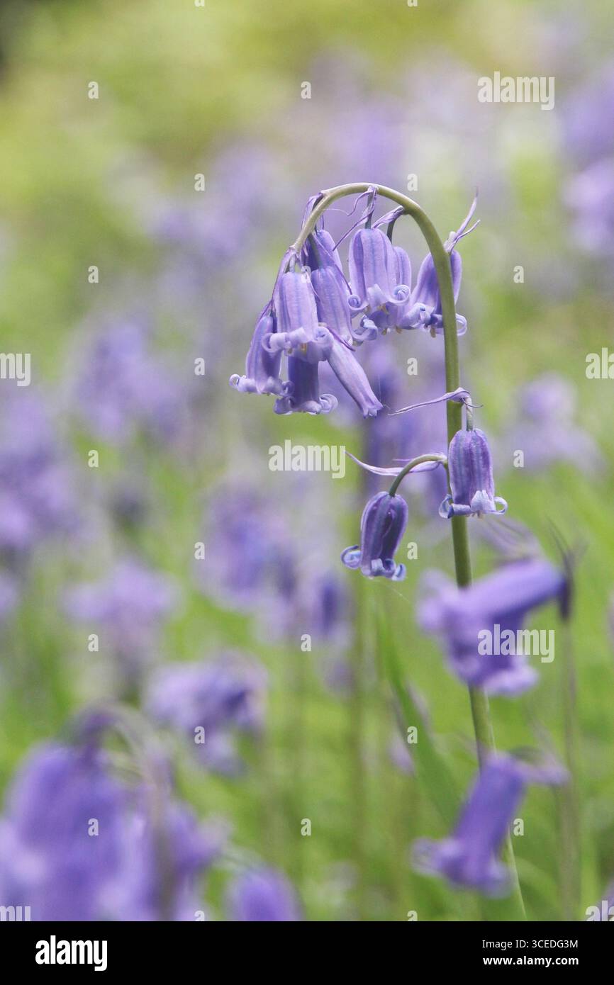 Inglese (Bluebell Hyacinthoides non scripta) Foto Stock