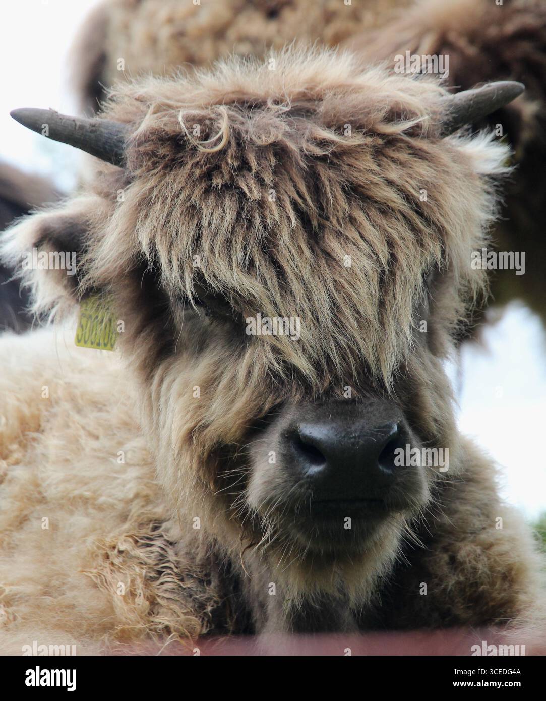 Un vitello peloso e soffice Foto Stock