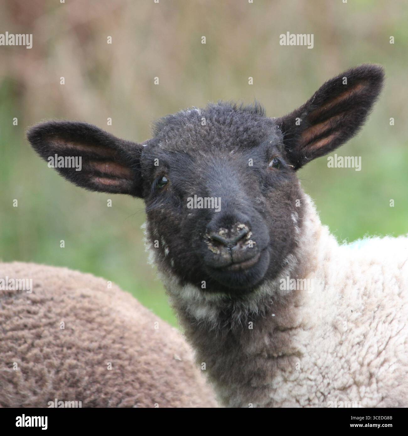 Agnello dalla testa nera che guarda la macchina fotografica Foto Stock