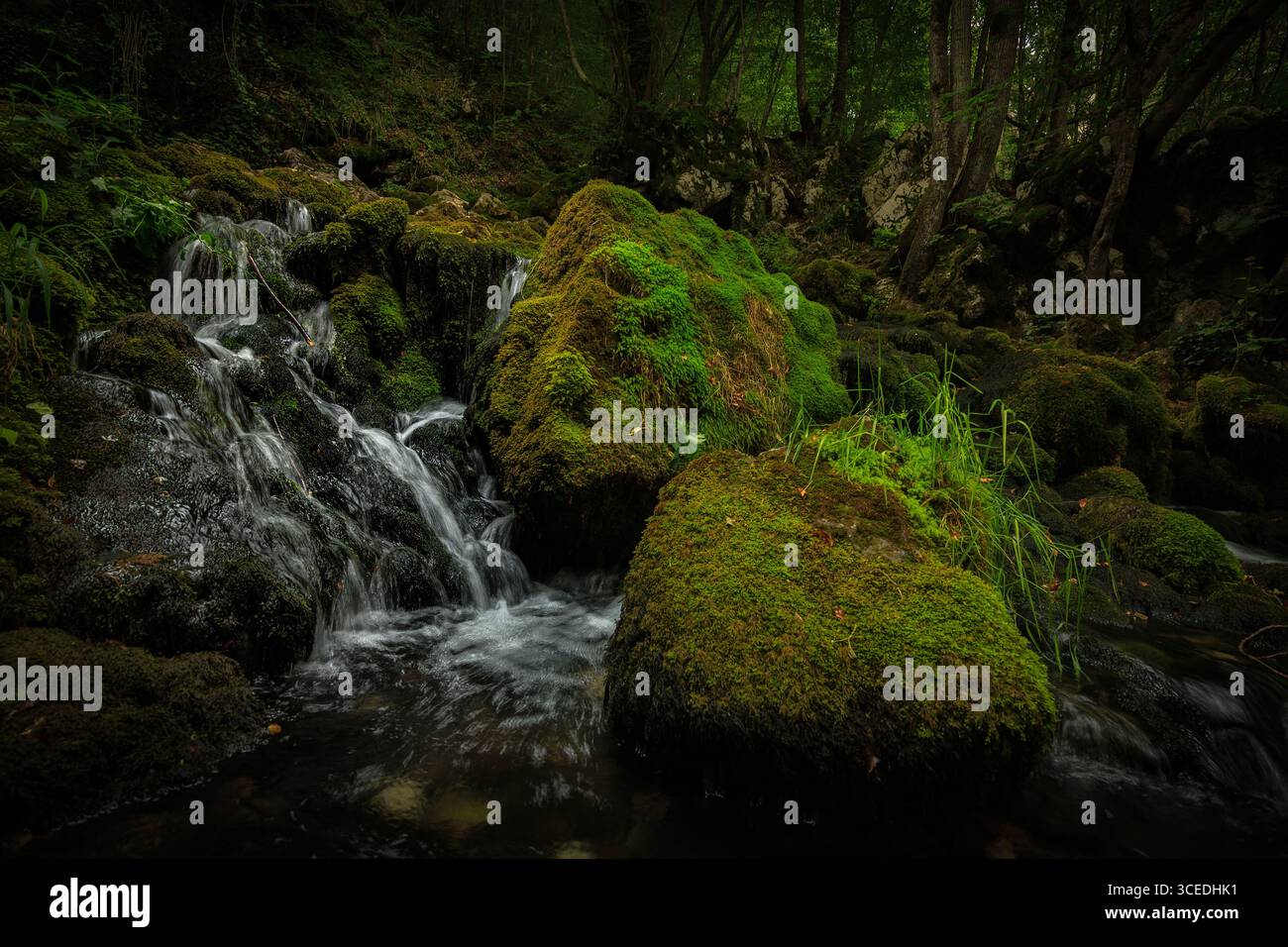 Un sereno ruscello forestale in Serbia, che mostra la tranquillità e la bellezza naturale dell'ambiente circostante. Foto Stock
