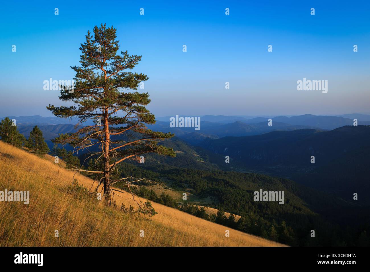 Questa immagine mostra un albero di pino solitario in cima a una collina a Tara, in Serbia, che trasuda tranquillità sullo sfondo di vaste montagne e di un cielo sereno. Foto Stock